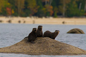 Otters playing on the St. Croix river